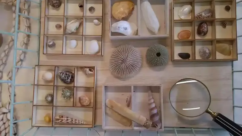 observation de la diversité des coquillages à la loupe